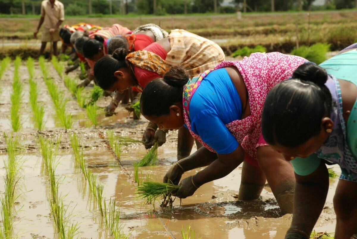 Bloomberg: из-за засухи Индия может сократить поставки риса на мировой рынок