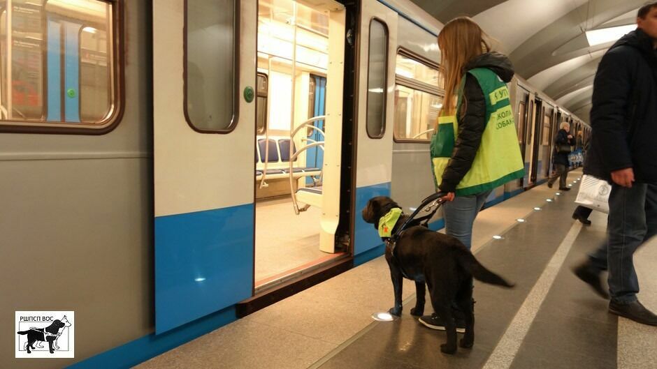Так проходит обучение собак Школы в метро.