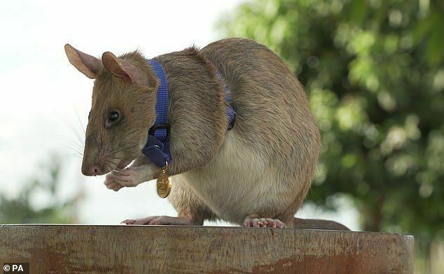 Награжденная золотой медалью крыса-сапер Магава умерла в Камбодже