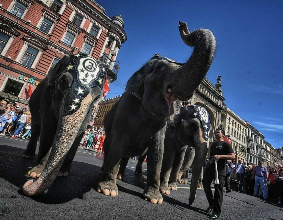 В Санкт-Петербурге на день города по улицам водили слонов