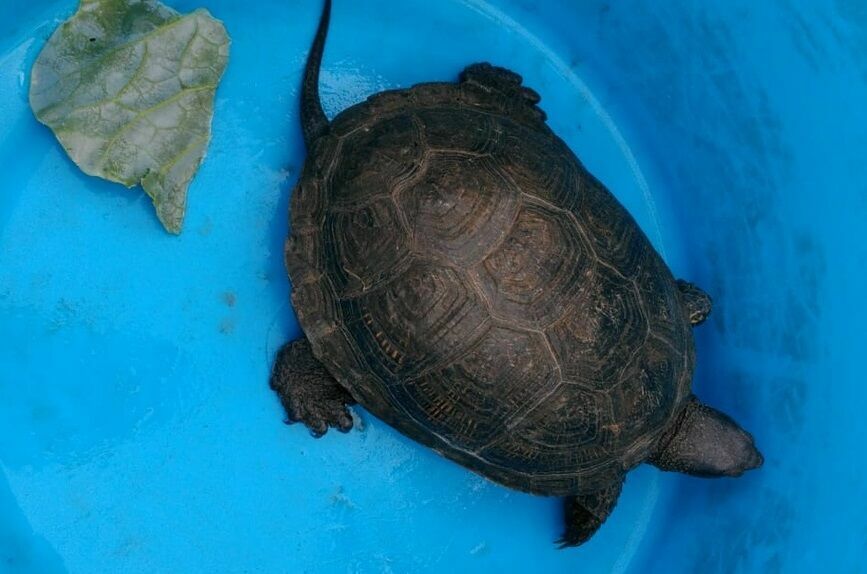 В Татарстане обнаружили ранее вымершую черепаху