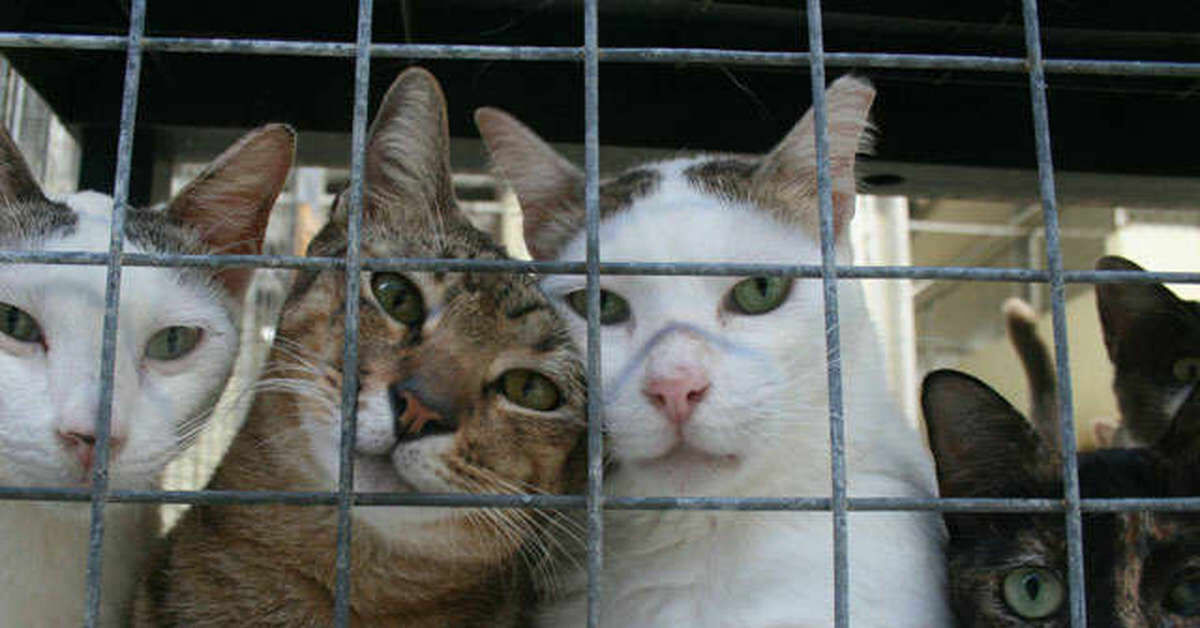 В приюте Оренбурга погибло 65 кошек и отравились волонтеры