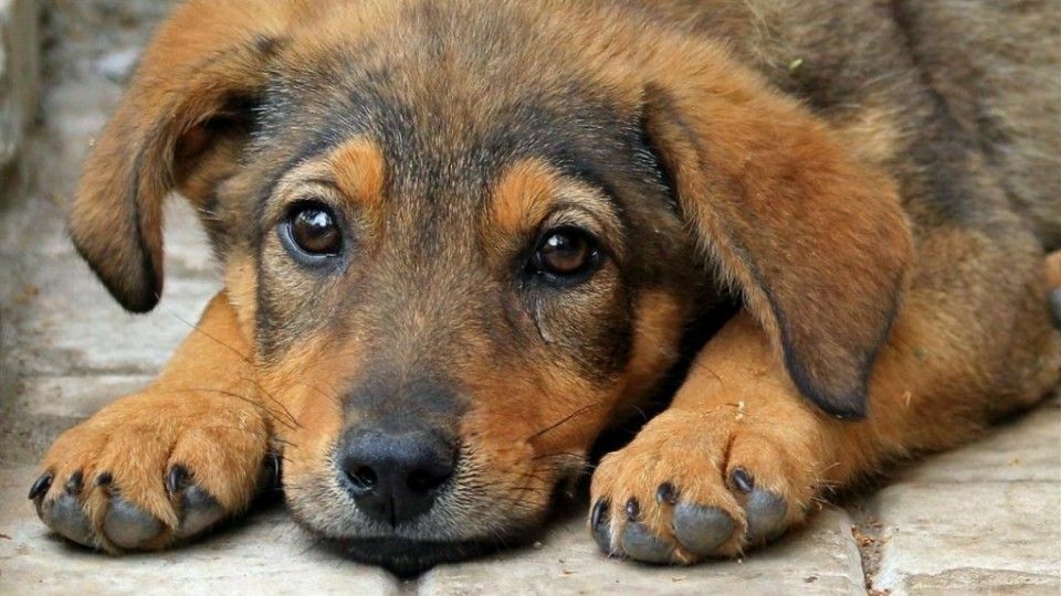 В Железноводске организуют помощь бездомным животным в период самоизоляции