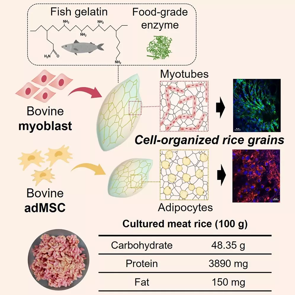 Рисовые зерна, покрытые рыбьим желатином/ферментами, обладают улучшенной структурной стабильностью.