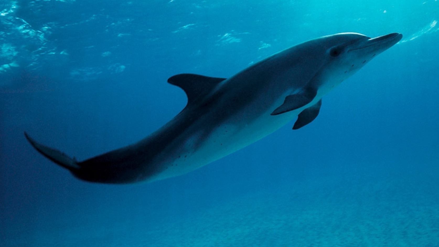 Госдума одобрила запрет на вылов дельфинов и других морских млекопитающих