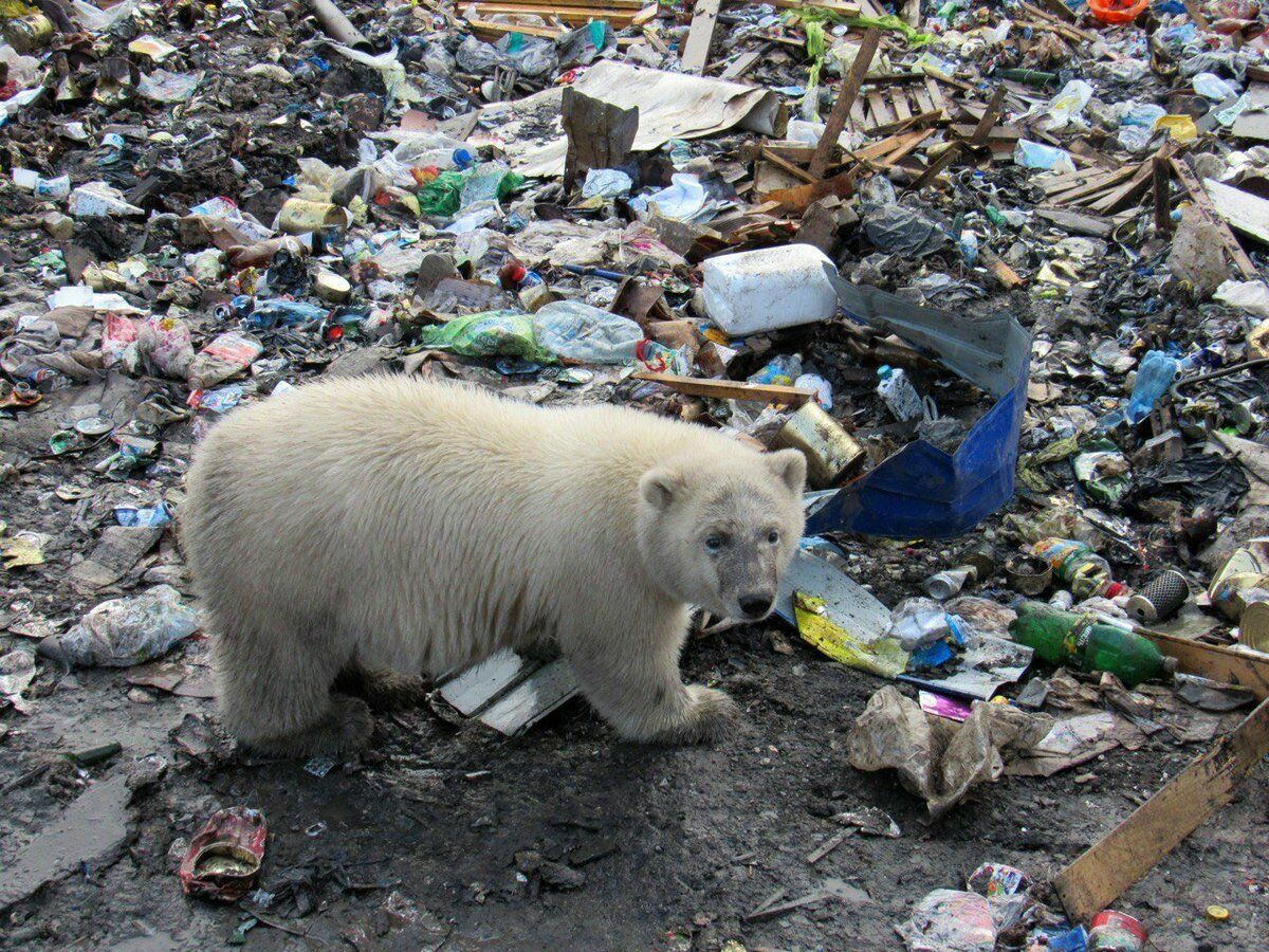 Ученые предупреждают: из льдов Арктики могут оттаять и мамонты, и ядерные отходы