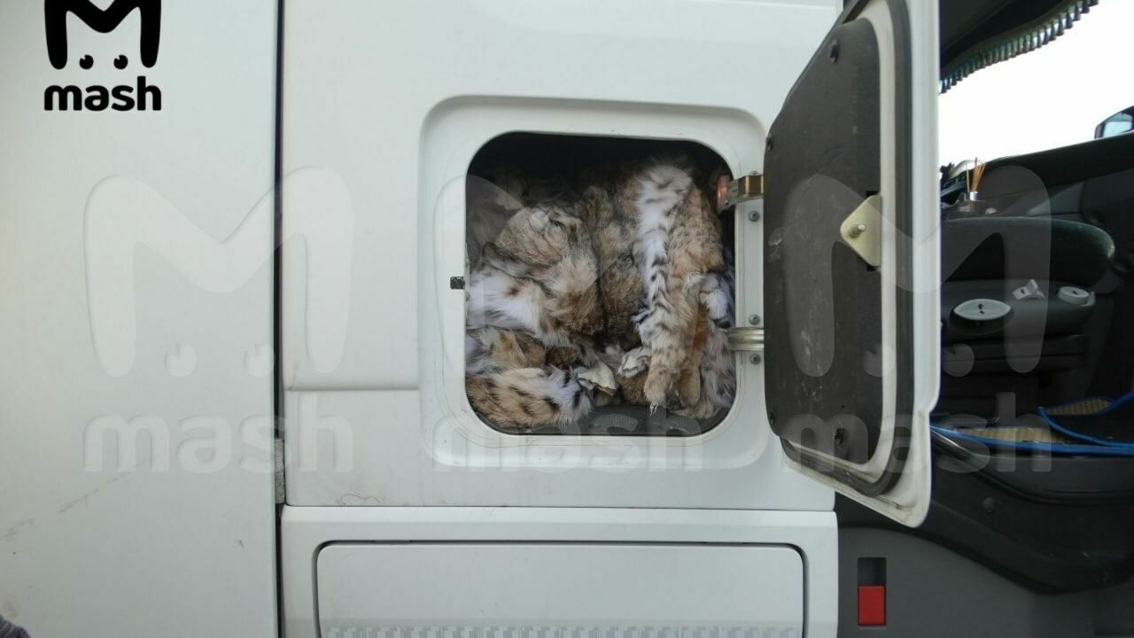 Со склада вещдоков оренбуржской полиции украли ценные шкуры рысей