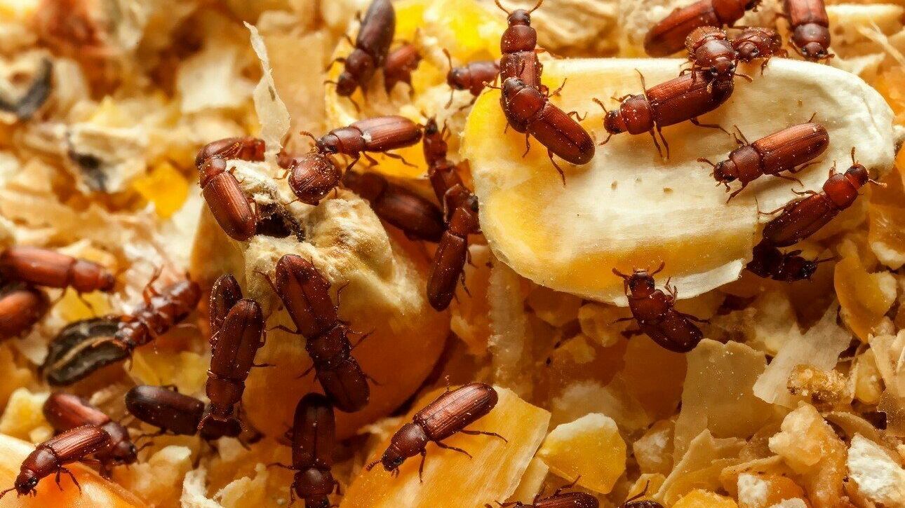Новые правила ЕС разрешают потребление сверчков и личинок мучных жуков
