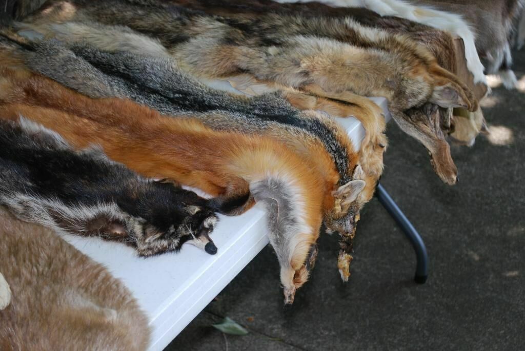Вопрос дня: не пора ли запретить меховую индустрию?
