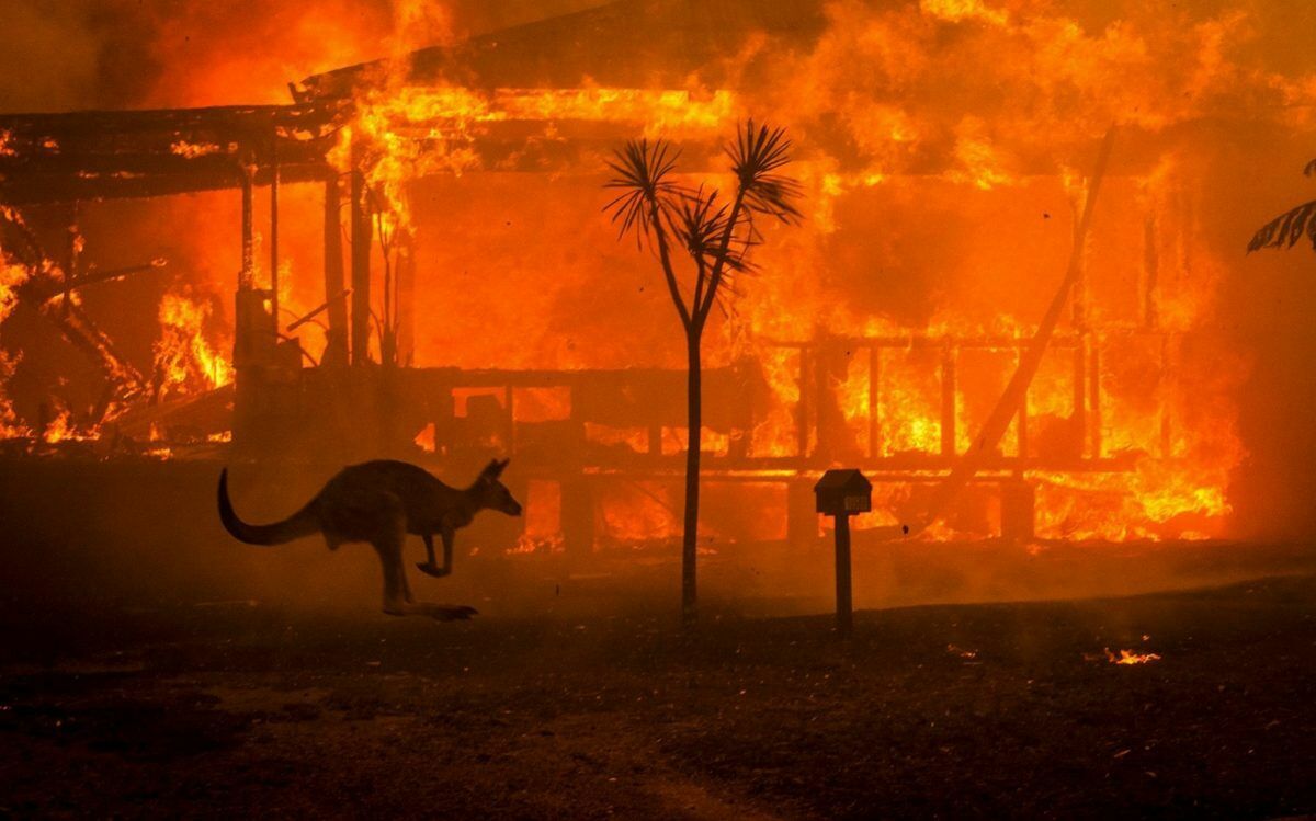 В Австралии более миллиарда животных погибли из-за лесных пожаров