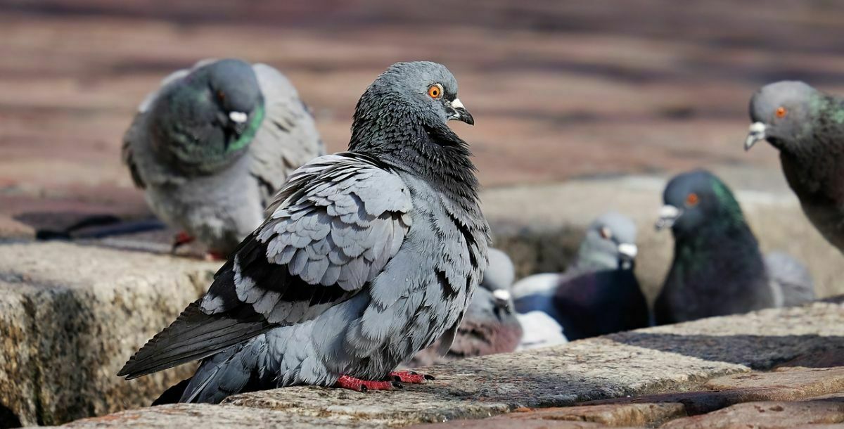 Таможенники не пропустили из ЛНР в Россию 90 голубей