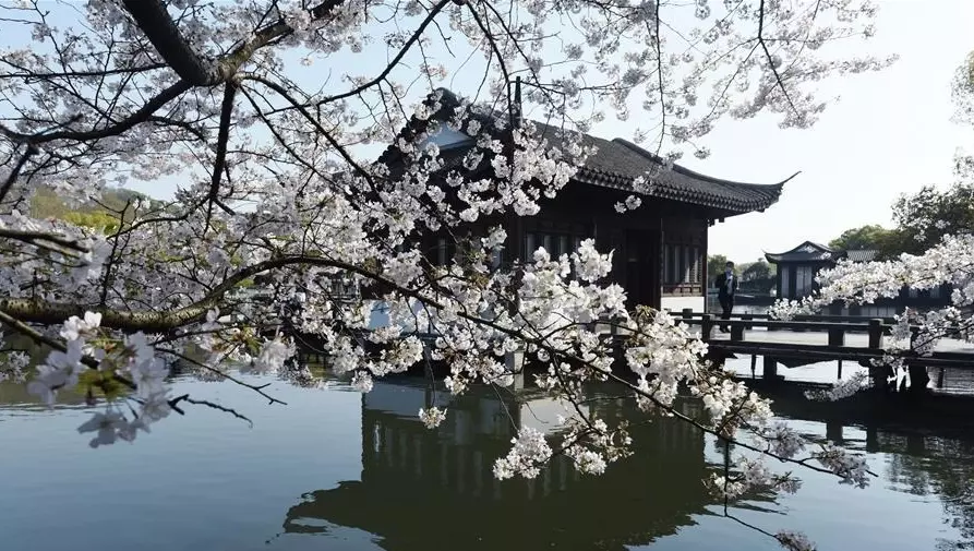 Цветение вишни на озере Сиху