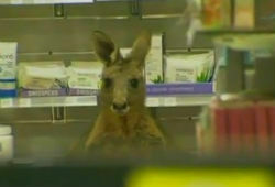 Раненый кенгуру вломился в аптеку аэропорта австралийского Мельбурна