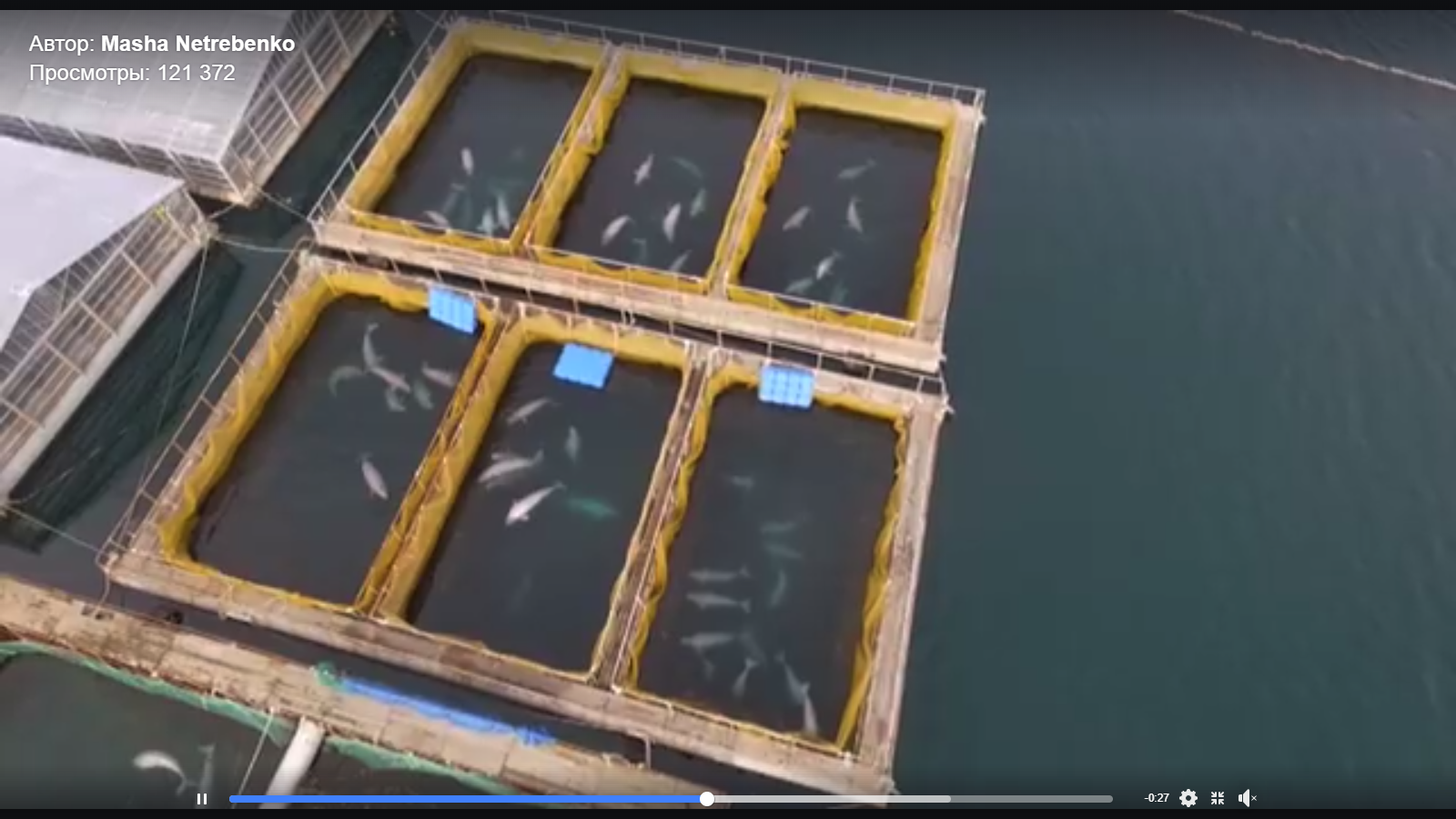 В Приморье работает настоящая тюрьма для китов (видео)