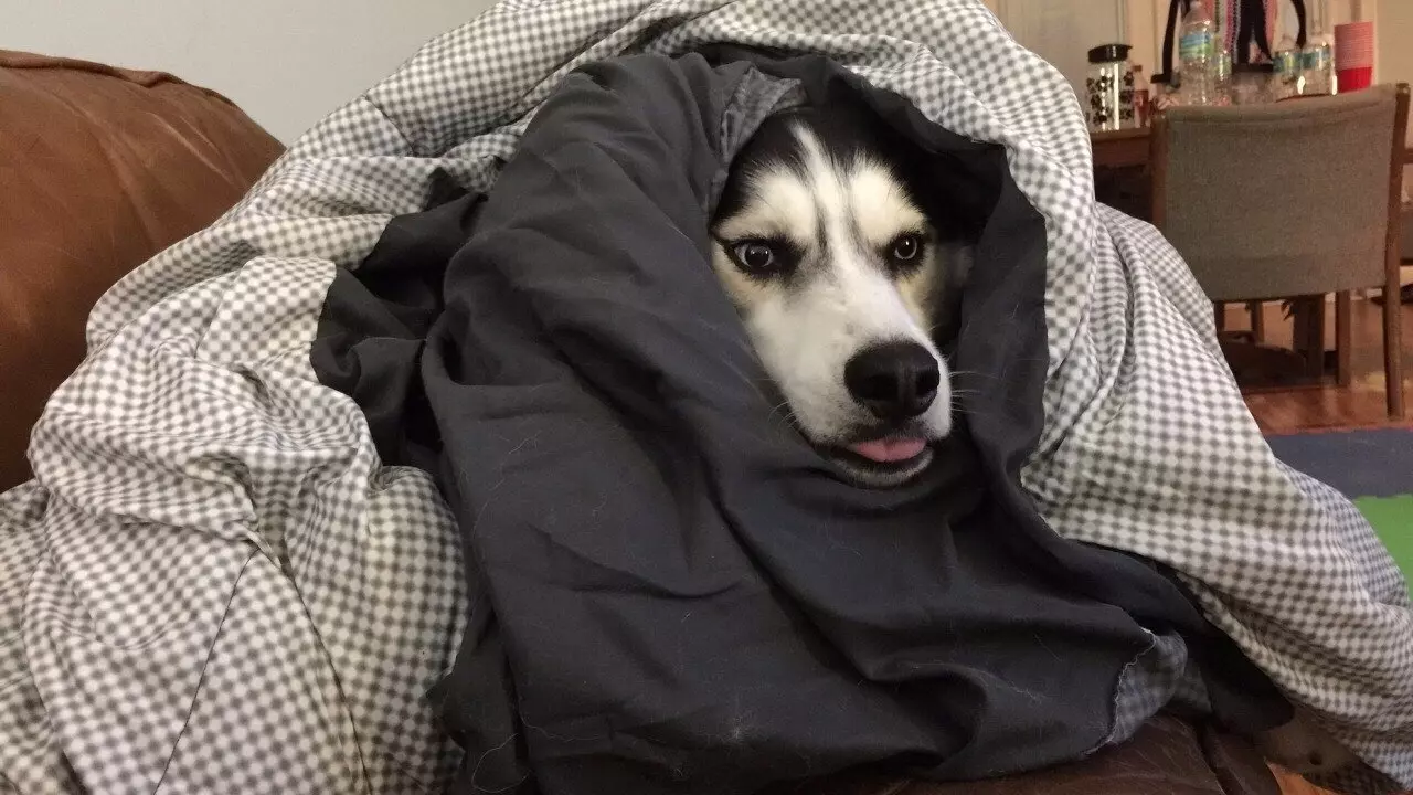 Согревать замерзшую собаку следует постепенно, укутав в одеяло, или поместив на 20 минут в теплую ванну с температурой воды не выше 40 градусов