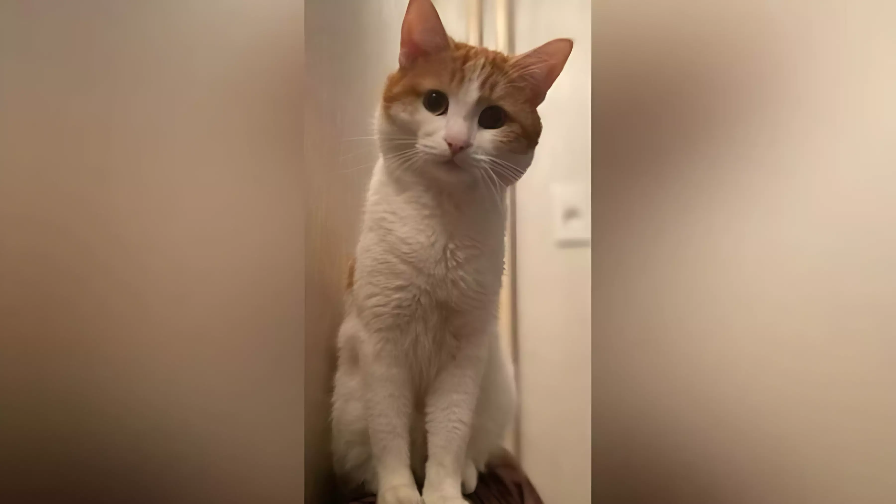 Россияне призывают к ответственности проводницу, выбросившую кота Твикса на мороз
