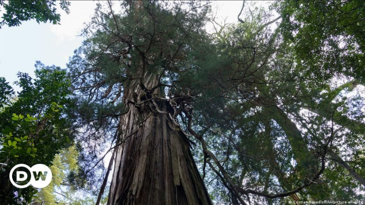 В Чили обнаружили старейшее в мире дерево  - ему 5,5 тысяч лет