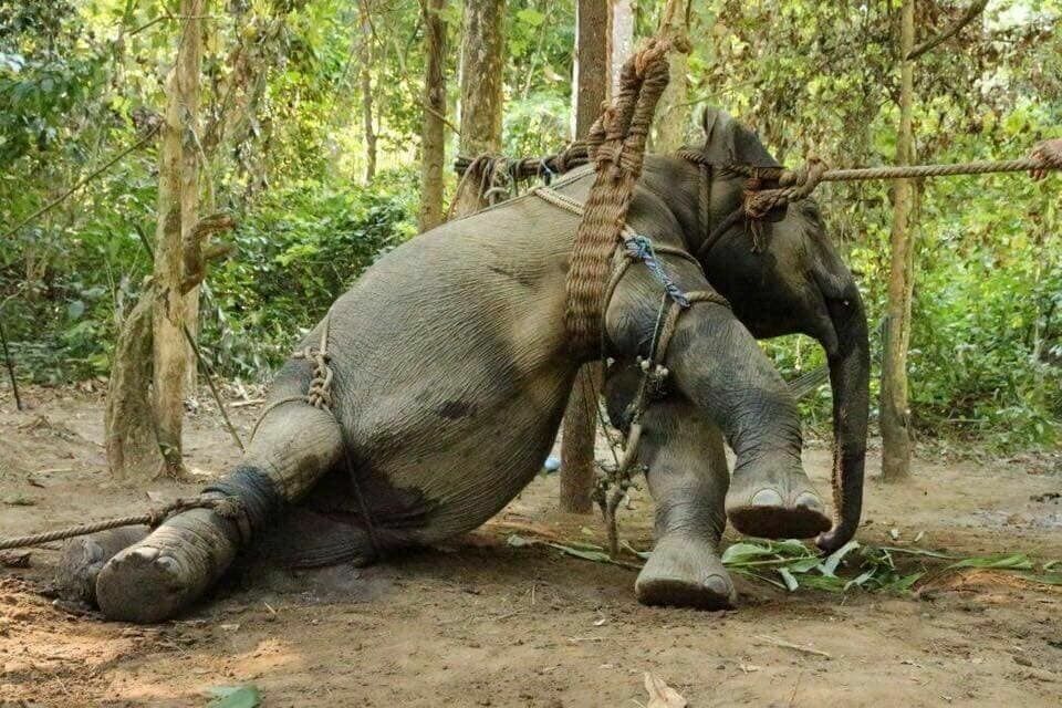 Забить до подчинения: как приручают слонов в Индии