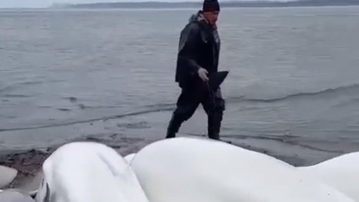 Камчатские рыбаки спасли семью из пяти белух, выброшенных на берег (ВИДЕО)