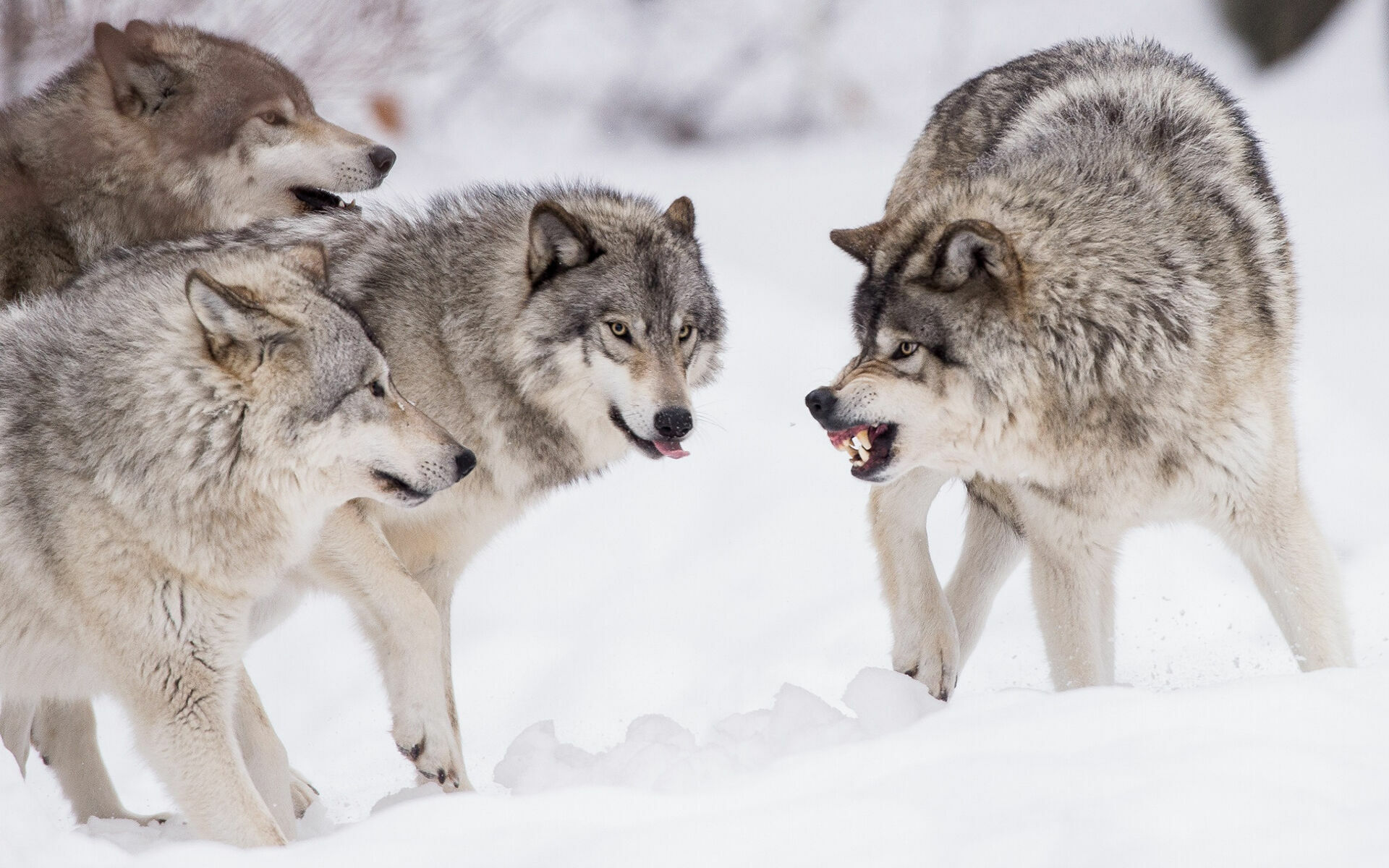 Голодные волки начали выходить к населенным пунктам Новгородской области