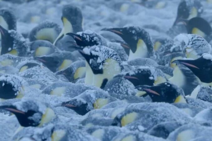 Журналисты BBC Earth нарушили правила, чтобы спасти пингвинов